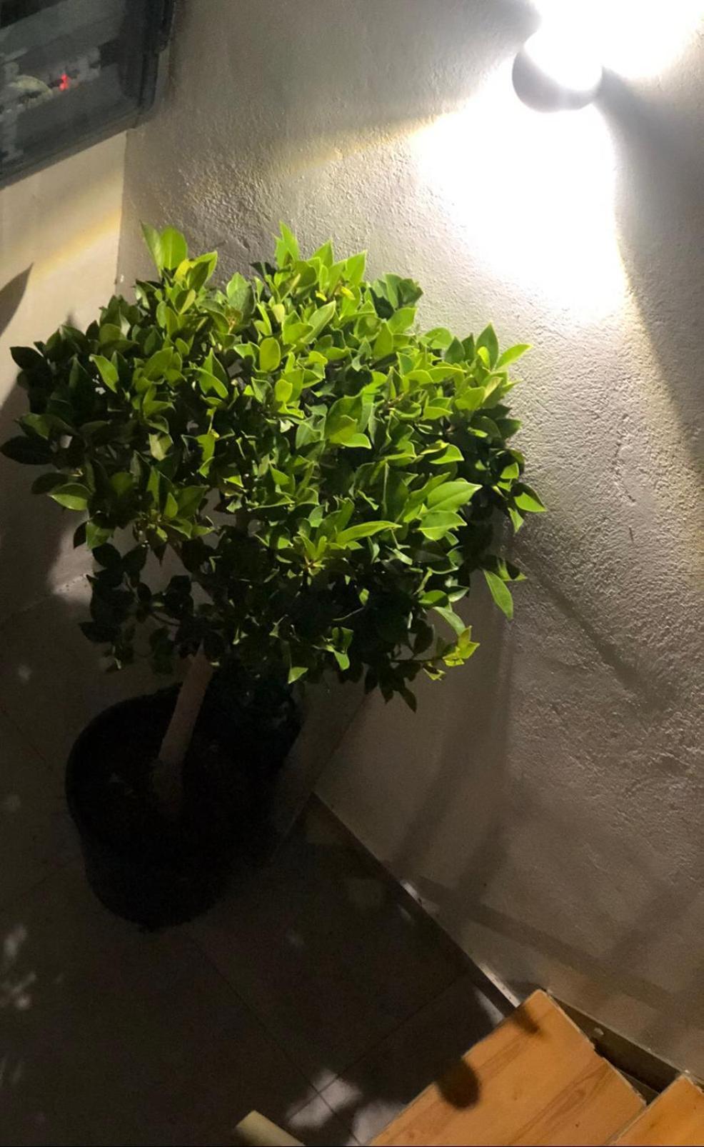 Olive House 度假居 Skíathos